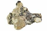 Fossil Permian Reptile Vertebrae and Ribs in Rock - Oklahoma #140120-1